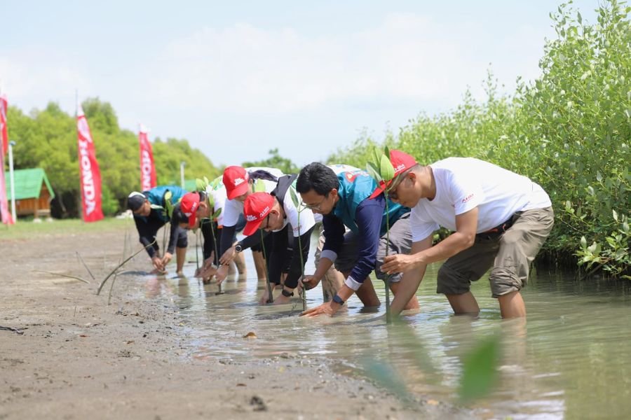 AHM Hijaukan Pesisir Karawang, Tanam 12.000 Pohon Mangrove Bareng Warga